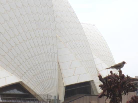 AUSTRALI 131